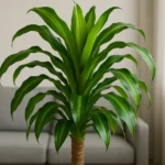 PXs1twrW-6-curiosidades-sobre-o-pau-dagua-e-como-manter-suas-folhas-sempre-vicosas