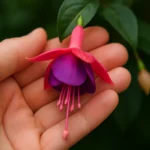 RelMy6KE-Qual-a-simbologia-das-lindas-flores-da-fucsia-e-como-faze-la-florescer-mais