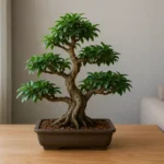 Tmt400Bt-4-dicas-para-posicionar-seu-bonsai-para-trazer-equilibrio-ao-seu-ambiente