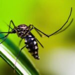 aedes-aegypt-dengue-foto-shammiknr-pixabay