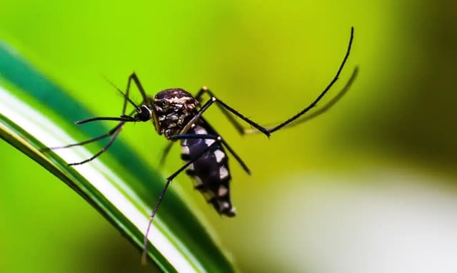 aedes-aegypt-dengue-foto-shammiknr-pixabay