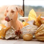 chocolate-animal-ovo-da-pascoa-cao-pets-foto-divulgacao
