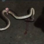 cobras_arquivopessoal-1
