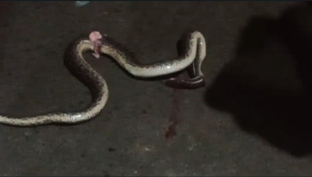 cobras_arquivopessoal-1