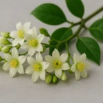d3aRyIqZ-Flores-de-ora-pro-nobis-conheca-7-beneficios-e-3-receitas-com-poder-antioxidante