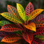 dkjhqt6r-Como-fazer-seu-croton-crescer-com-cores-vivas-e-intensas-1