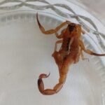 escorpiao_arquivopessoal