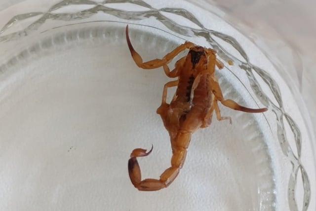 escorpiao_arquivopessoal