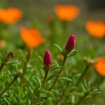 f8JNEBDF-Onze-horas-sem-flores-Veja-como-estimular-a-floracao-rapidamente-2
