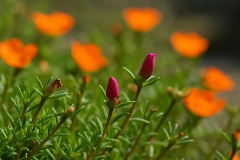 f8JNEBDF-Onze-horas-sem-flores-Veja-como-estimular-a-floracao-rapidamente-2