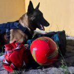 farejador-da-PRF-localiza-drogas-escondidas-em-bolas-de-futebol