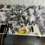 porcoesdemaconha_rondesp_policiamilitar