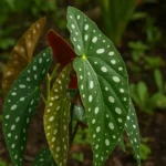 sa0ws1fK-Begonia-asa-de-anjo-o-truque-caseiro-para-folhas-vibrantes-e-cheias-de-vida