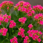 wzae36nz-Flor-da-fortuna-o-ano-todo-5-dicas-para-manter-a-planta-sempre-florida