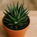 Haworthia-como-cuidar-da-suculenta-que-se-adapta-a-qualquer-espaco-1