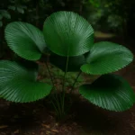 HrGdRFiB-Ciclanto-4-motivos-para-cultivar-essa-planta-rustica-em-areas-de-sombra-2