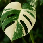 J0i0tEk3-Monstera-variegata-como-garantir-que-as-folhas-fiquem-bem-manchadas