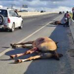 Mais-dois-animais-foram-mortos-vitimas-de-atropelamento-em-Feira-de-Santana-2