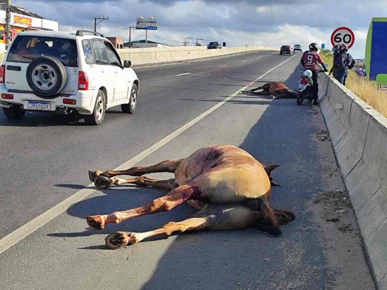 Mais-dois-animais-foram-mortos-vitimas-de-atropelamento-em-Feira-de-Santana-2