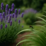 UIGpFoRJ-Como-usar-citronela-no-jardim-para-manter-o-mosquito-da-dengue-bem-longe