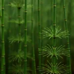 WpIRW2Z1-Cavalinha-como-usar-a-planta-que-desincha-e-fortalece-cabelos