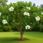 YsHpu2PA-3-lugares-ideais-para-plantar-o-jasmim-manga-e-ter-perfume-e-sombra-na-medida-certa