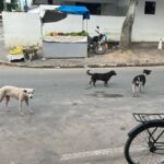 cachorros_soltos_distritomariaquiteria_foto_paulojose_acordacidade