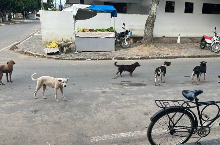 cachorros_soltos_distritomariaquiteria_foto_paulojose_acordacidade