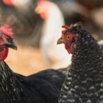 galinhas-aves-animais-foto-freepik