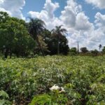 safra_aquivopessoal-2