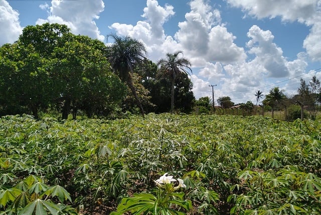 safra_aquivopessoal-2