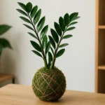 wmszpDga-Zamioculca-em-kokedama
