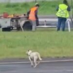 Cachorro-invade-pista-e-atrapalha-pouso-em-aeroporto