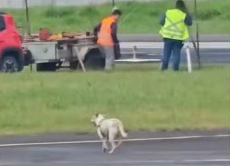 Cachorro-invade-pista-e-atrapalha-pouso-em-aeroporto