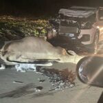 Carro-colide-com-boi-e-fica-com-a-frente-destruida-moradores-relatam-perigo-