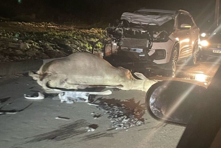 Carro-colide-com-boi-e-fica-com-a-frente-destruida-moradores-relatam-perigo-