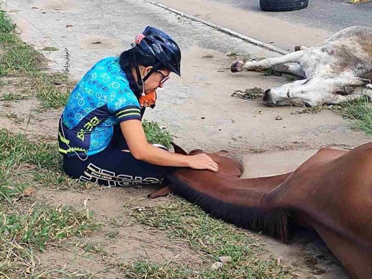 acidentescomcavalos_edsantos_acordacidade-3