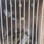 aves-resgatadas-inem-feira-de-santaan-foto-reproducao