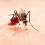 mosquito_dengue_freepik