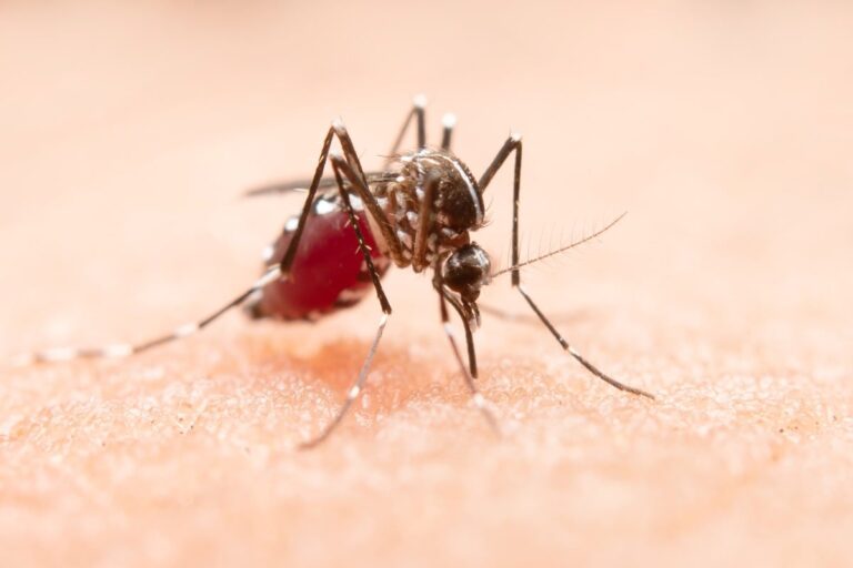 mosquito_dengue_freepik