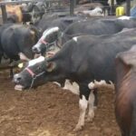 vaca-boi-pecuaria-gado-animal-leite-Foto-Lay-Amorim-Achei-Sudoeste