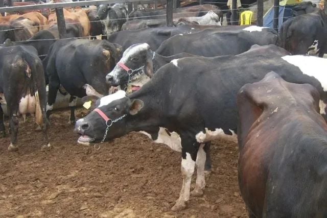 vaca-boi-pecuaria-gado-animal-leite-Foto-Lay-Amorim-Achei-Sudoeste