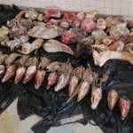 2970-achei-sudoeste-carinhanha-carnes-de-animais-silvestres