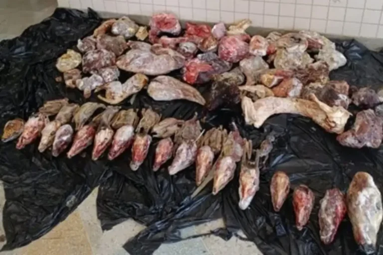 2970-achei-sudoeste-carinhanha-carnes-de-animais-silvestres