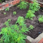 Apreensao-de-pes-de-maconha-em-Araci-PC-