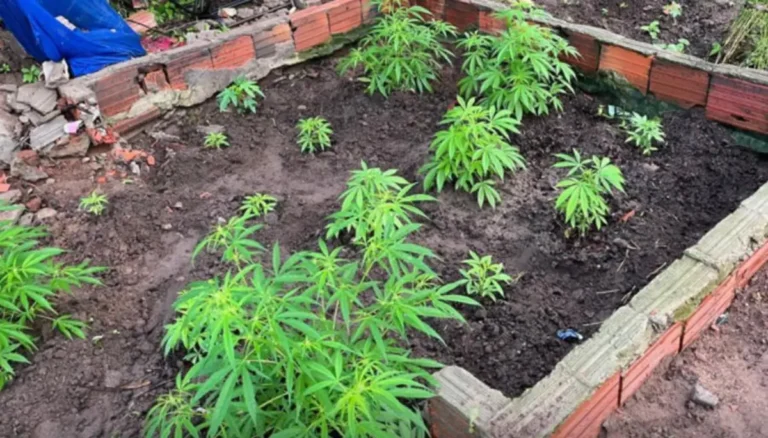 Apreensao-de-pes-de-maconha-em-Araci-PC-