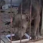 Maus-tratos-a-animais