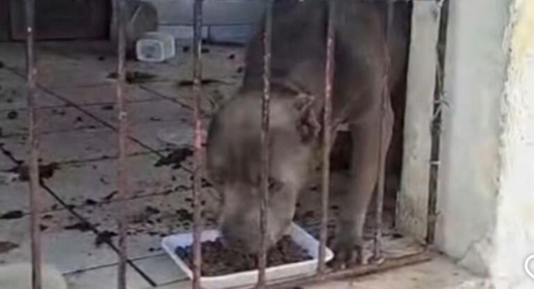 Maus-tratos-a-animais