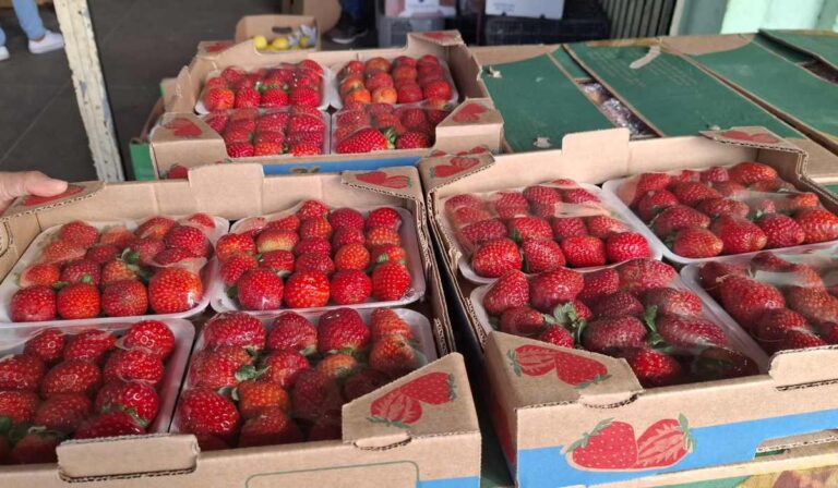 Morango-do-Amor-dispara-demanda-e-eleva-preco-da-fruta-no-Centro-de-Abastecimento-