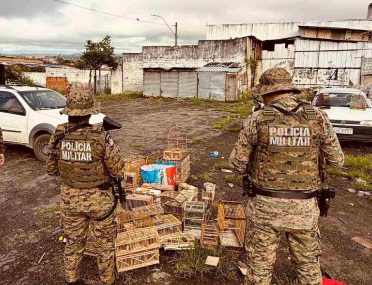 PM-apreende-aves-silvestres-e-conduz-homens-por-crime-ambiental-em-Feira-de-Santana